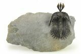 Short Trident Walliserops Trilobite - Timrzit, Morocco #275309-3